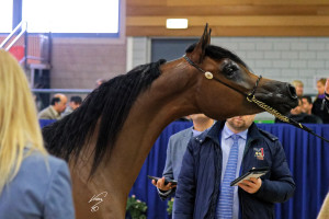 belladonna at - tc - wwwjankannl 2017 - JKC_1688 smaller