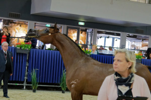 belladonna at - tc - wwwjankannl 2017 -JKC_4323 smaller