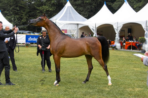 sadan ah - - BAHE Int B- C www.jankan.nl-2018 - JKC_8087 - smaller