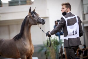 2020 Qatar Nationals